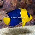 Bicolor Angelfish  (click for more detail)