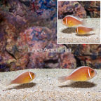Pink Skunk Clownfish, Pair  (click for more detail)