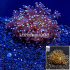 LiveAquaria® Cultured Frogspawn Coral (click for more detail)