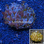 Parazoanthus Coral Indonesia (click for more detail)