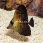 Scopas Tang- TINY (click for more detail)