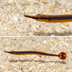 Bluestripe Pipefish, EXPERT ONLY (click for more detail)