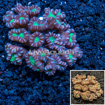 Candy Cane Coral Tonga