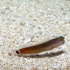Tail Spot Blenny  (click for more detail)