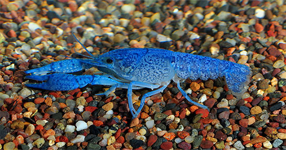 Freshwater Invertebrates for Aquariums: Shrimp, Lobster & Snails