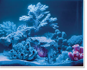 Blue Aquarium Light