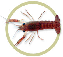 Freshwater Aquarium Lobster