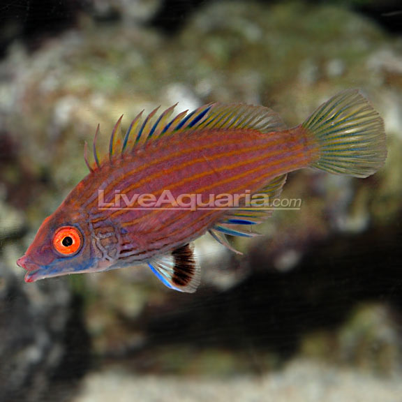 Pygmy Wrasse