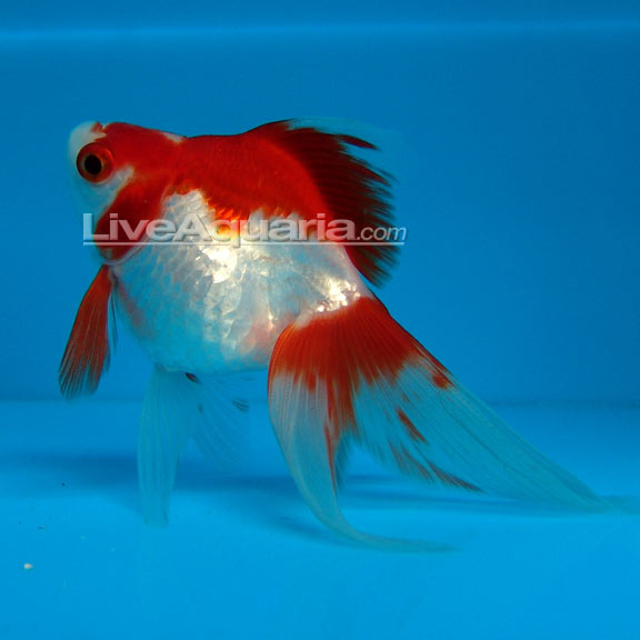 Red & White Ryukin Goldfish