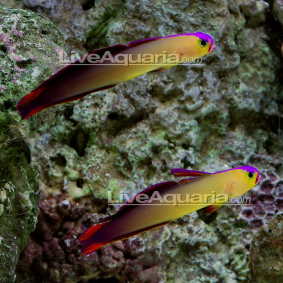 lg-71146-purple-firefish.jpg