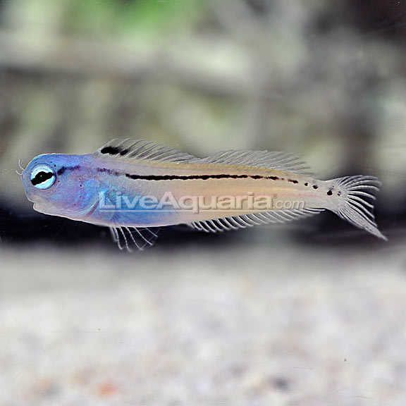 Red Sea Mimic Blenny: Saltwater Aquarium Nano Fish