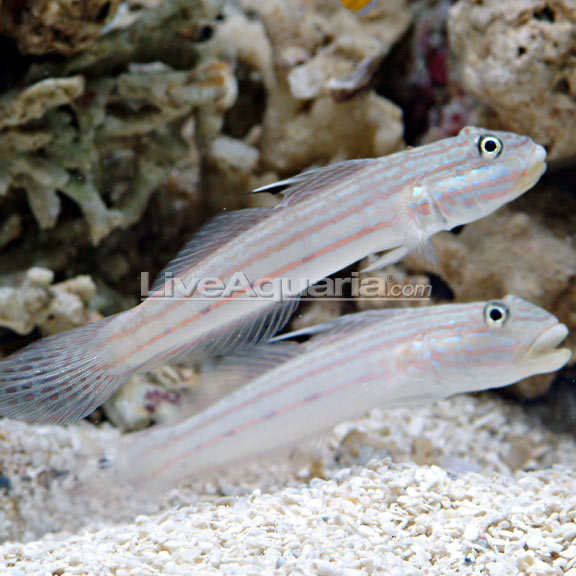 lg-80468-goby.jpg