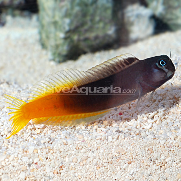 lg-80647-blenny.jpg