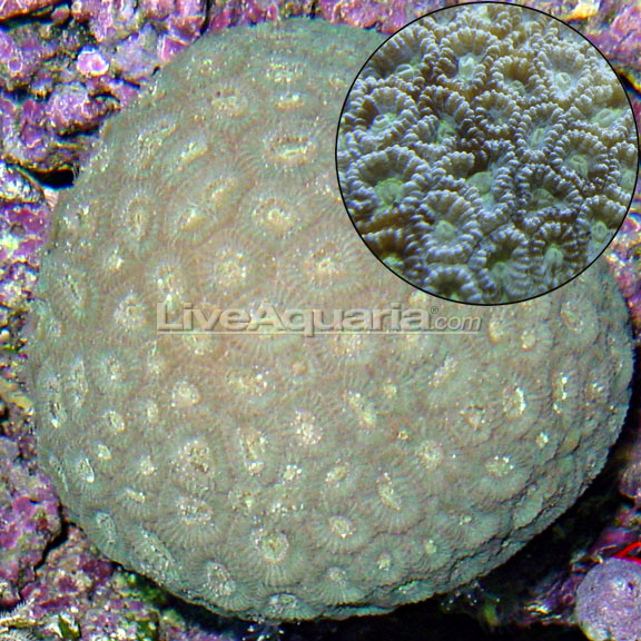 lg-82599-brain-coral.jpg