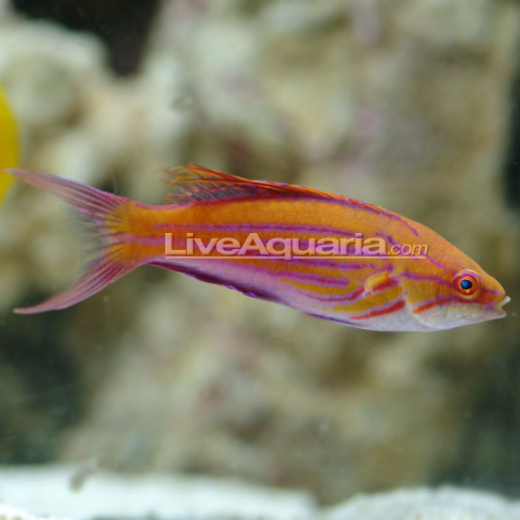 filamented flasher wrasse