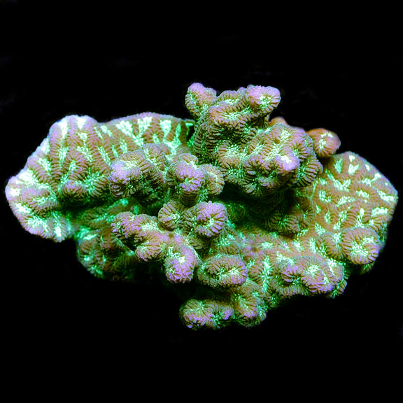 Merulina Coral: Lps (large Polyp Stony) Hard Corals