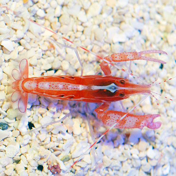 Curly Que Snapping Shrimp Saltwater Aquarium Invertebrates