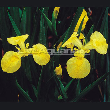 Yellow Iris Plant