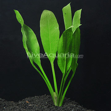 Aquatic Plants For Freshwater Aquariums Amazon Sword Aquarium Plant