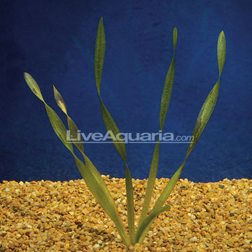 Corkscrew Vallisneria