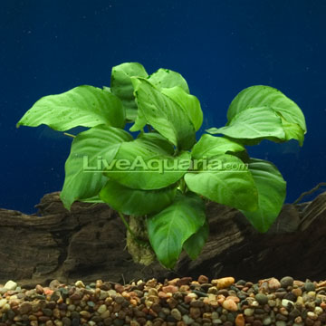 Anubias Plant