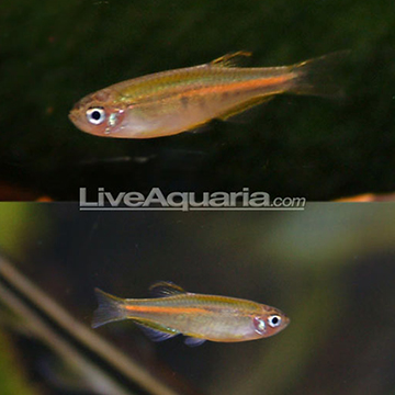 Glolite Danio