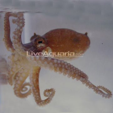 marine octopus