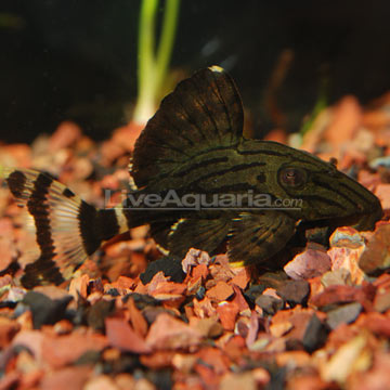 L191 Pleco