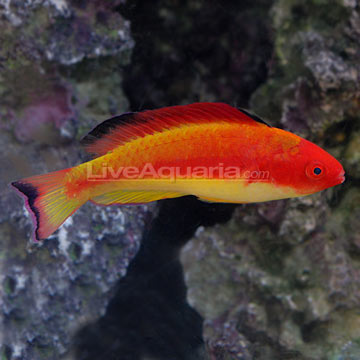 p-38754-wrasse.jpg