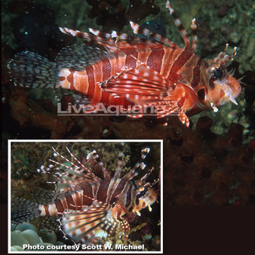 Dwarf Zebra Lionfish