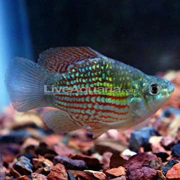 Tropical Fish for Freshwater Aquariums: American Flagfish Killifish