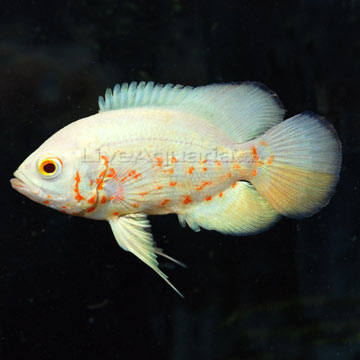 albino tiger oscar