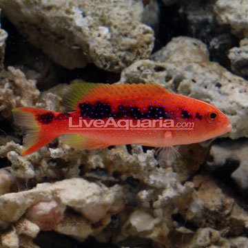 p-72069-Red-Louti-Grouper.jpg