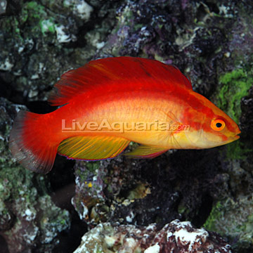 female flame wrasse