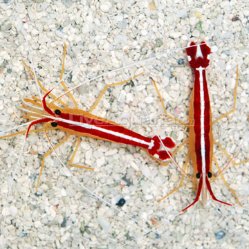 Scarlet Cleaner Shrimp