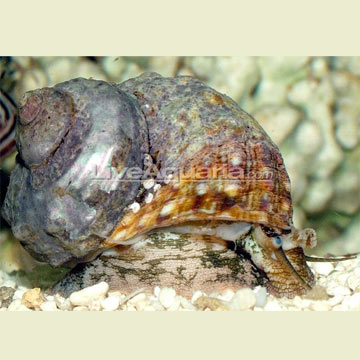 Tropical Fish Tank Snails Pictures