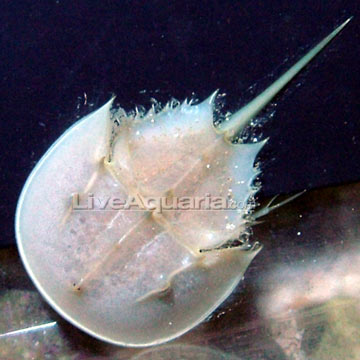 Horseshoe Crab Food