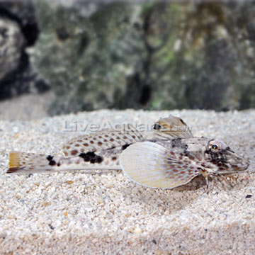  Robin Fish on Sea Robin  Prionotus Sp