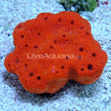 red sponge