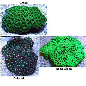 worm brain coral