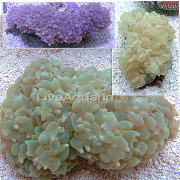 pearl bubble coral
