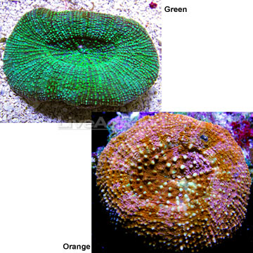 Scolymia Coral