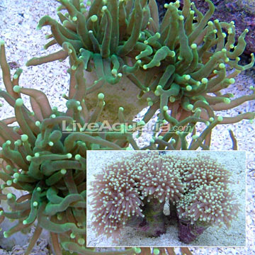 Green Torch Coral