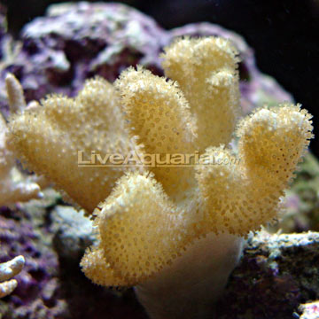 Finger Coral