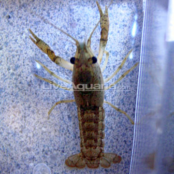 Freshwater Aquarium Lobster