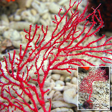 Red Sea Fan