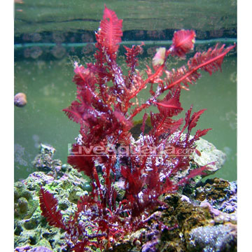 Red Kelp