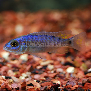 African Electric Fish