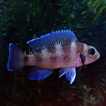 African Cichlids Chart