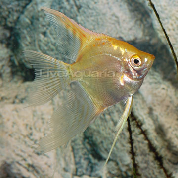 Freshwater Tropical Angelfish